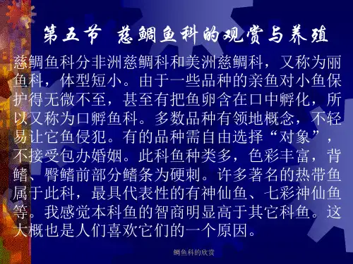 鲷鱼科的欣赏PPT课件