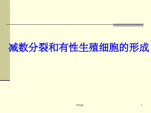 减数分裂和有性生殖细胞的形成1ppt课件