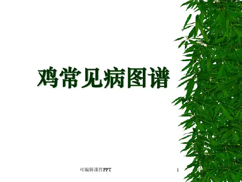 鸡常见病图谱ppt课件