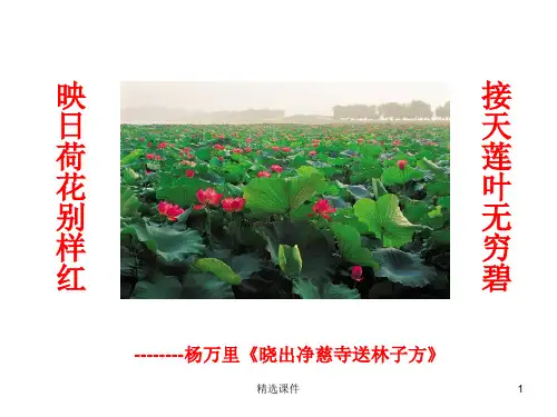 《清塘荷韵》教学课件ppt