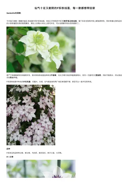 仙气十足又耐阴的F系铁线莲，每一款都想带回家