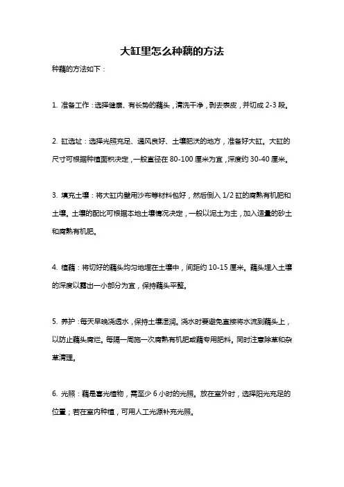 大缸里怎么种藕的方法