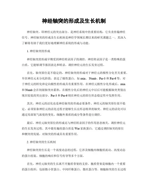 神经轴突的形成及生长机制