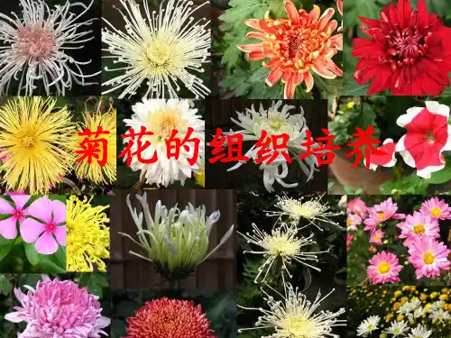 菊花的组织培养精心设计