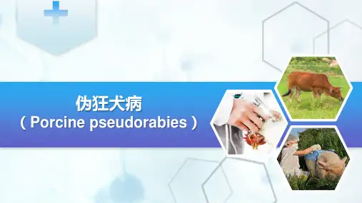 猪病防治—伪狂犬病(动物传染病防治课件)