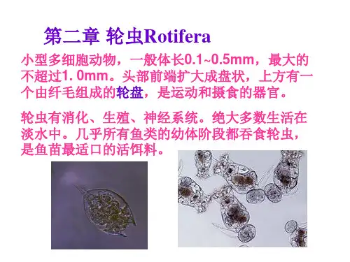 水生生物学9-轮虫