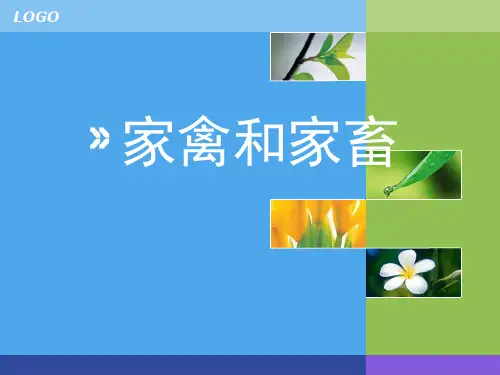 智星幼儿园大班常识《家畜和家禽》PPT课件