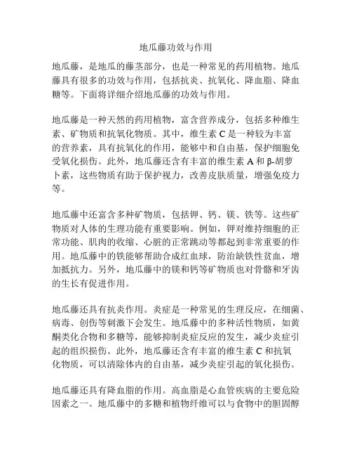 地瓜藤功效与作用