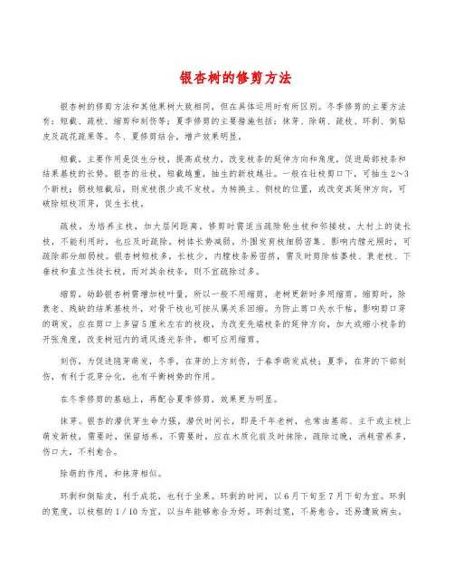 银杏树的修剪方法