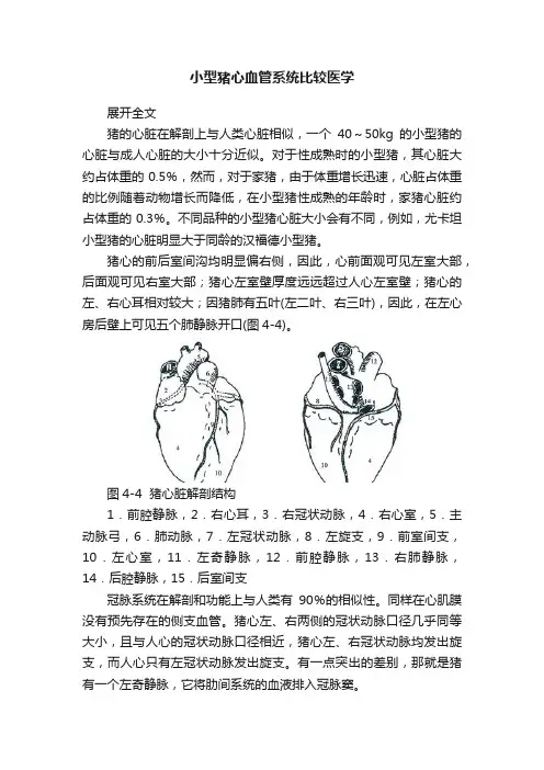 小型猪心血管系统比较医学