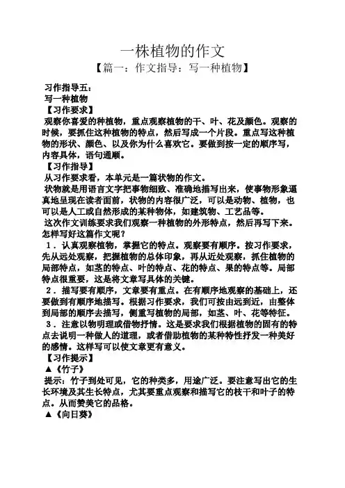 植物作文之一株植物的作文