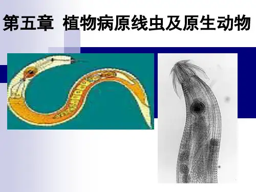 第五章 线虫和原生动物