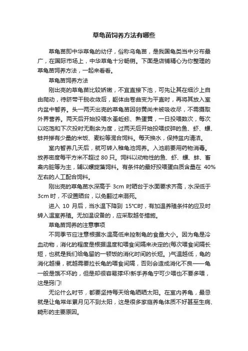 草龟苗饲养方法有哪些