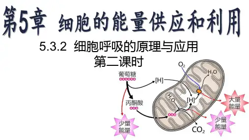 5-3细胞呼吸的原理和应用-高一上学期生物人教版必修1