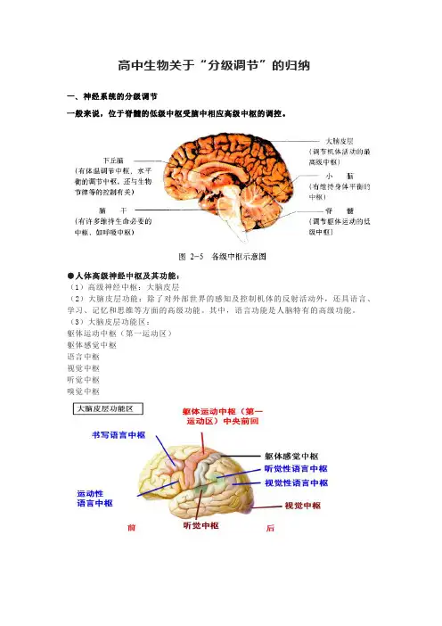 高中生物关于“分级调节”的归纳