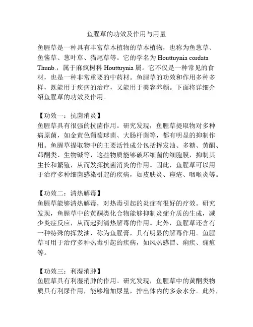 鱼腥草的功效及作用与用量
