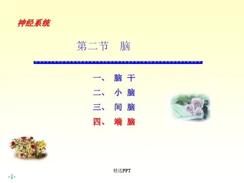 脑解剖ppt