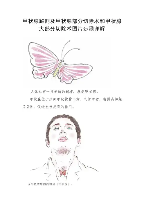 甲状腺解剖及甲状腺部分切除术和甲状腺大部分切除术图片步骤详解