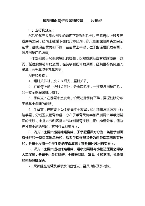 解剖知识精进专题神经篇——尺神经