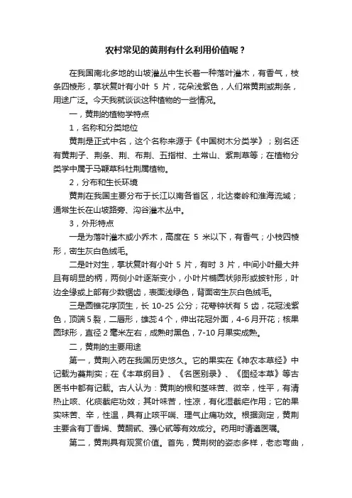 农村常见的黄荆有什么利用价值呢？