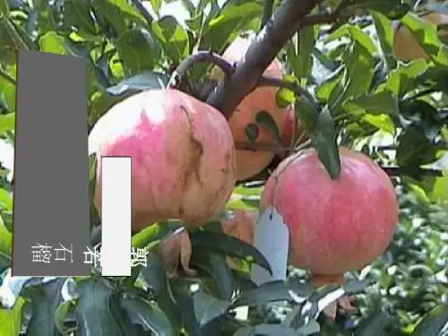 《石榴》PPT课件6