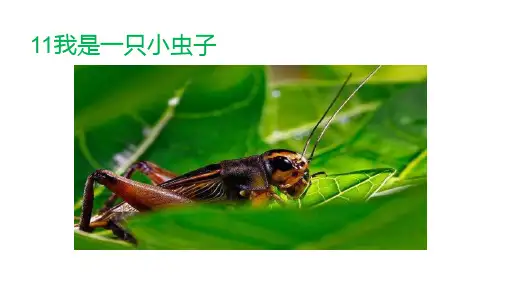 部编版二年级语文下《我是一只小虫子》完整版ppt1