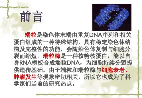 端粒和端粒酶分析解析ppt课件
