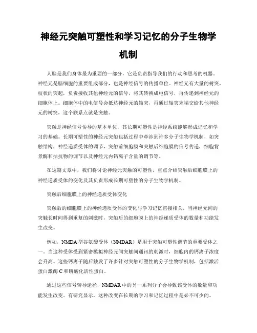 神经元突触可塑性和学习记忆的分子生物学机制