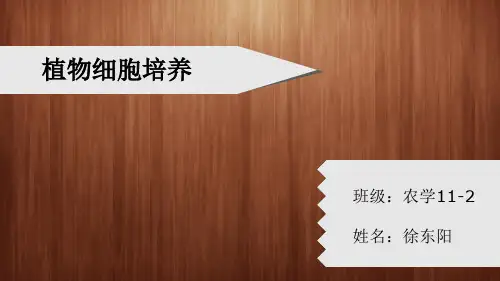 植物细胞培养