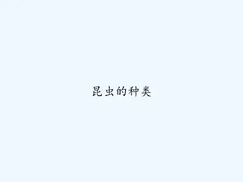 昆虫的种类 PPT