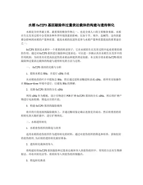 水稻OsTZF3基因敲除和过量表达载体的构建与遗传转化