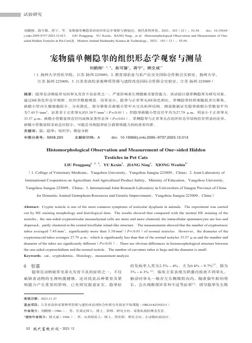 宠物猫单侧隐睾的组织形态学观察与测量