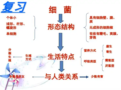 酵母菌和霉菌 PPT课件