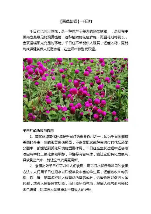 【百草知识】千日红
