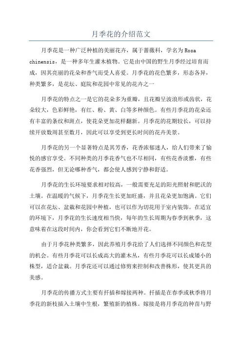 月季花的介绍范文