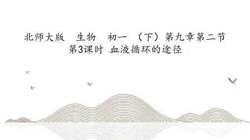 北师大版  生物  初一 (下)第九章第二 第3课时 血液循环的途径