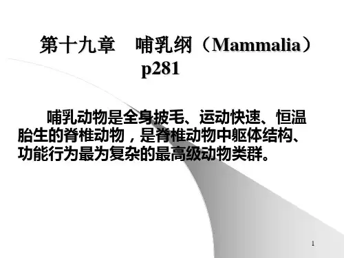 哺乳纲