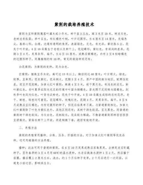 紫荆的栽培养殖技术