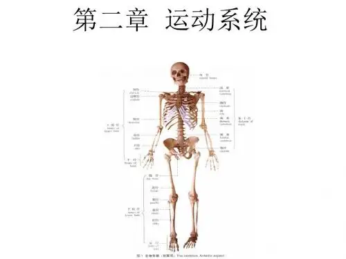 《人体解剖学》第二章运动系统