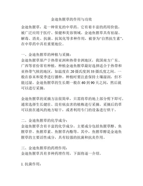 金迪鱼腥草的作用与功效
