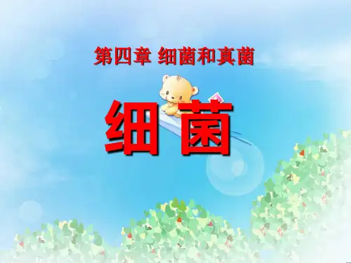 《细菌》细菌和真菌PPT5  图文