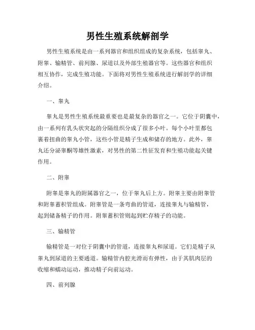 男性生殖系统解剖学