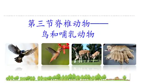 鸟和哺乳动物课件-2024-2025学年人教版生物七年级上册