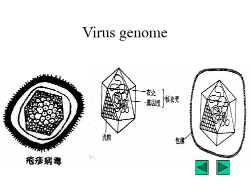 病毒基因组核酸的主要类型共34页文档