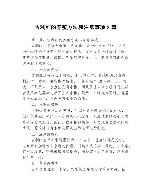 吉利红的养殖方法和注意事项2篇