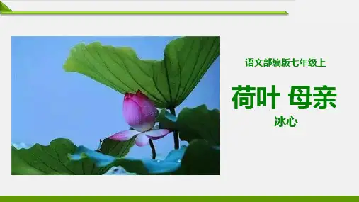 【部编版】最新七年级语文上册教学课件：《荷叶 母亲》精品课件