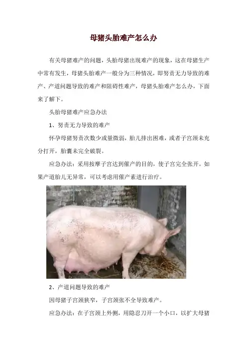 母猪头胎难产怎么办