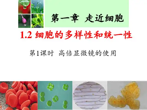 显微镜的使用ppt课件