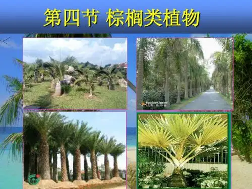 D园林树木3棕榈植物