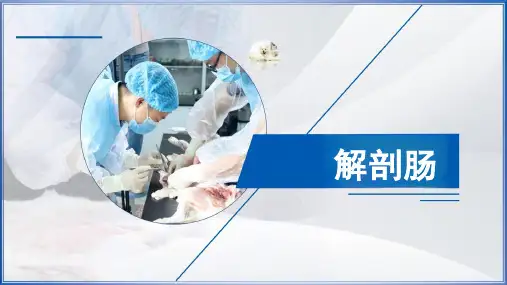 2.4肠 课件(共14张PPT)《畜禽解剖生理》同步教学(中国轻工业出版社)